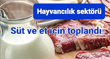 Hayvancılık sektörü bir arada. 42 bin üretici süt ve süt ürünleri için toplandı.