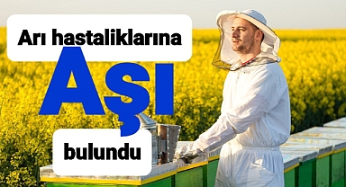 Arılara aşı bulundu yanmaktan kurtuluyorlar