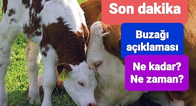 Buzağı ödemeleri açıklandı