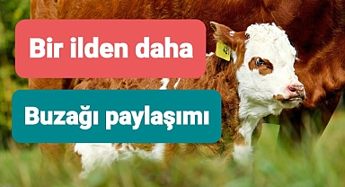 Hayvancılık Buzağı destekleri paylaşıldı