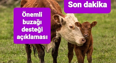 Hayvancılık destekleri. Buzağı desteklemesi