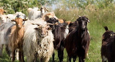 Hayvancılık destekleri.. Küçükbaş Hayvan Yetiştiriciliğinde Verimliliği Artırma Projesi