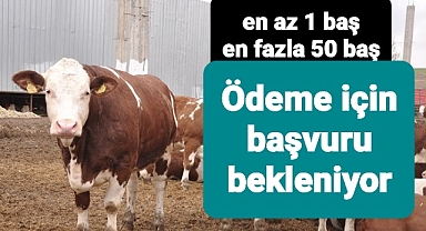 Hayvancılık hibe destekleri düve alım desteği başvuruları