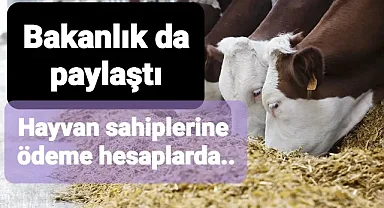 hayvancılık yapanlara ödemeler yapıldı