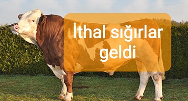 İthal besili erkek sığırlarla ilgili görüntüler paylaşıldı