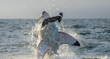 Köpekbalığı Eti Yemenin Tehlikeleri ve Sonuçları