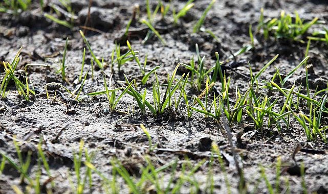 Kuraklıkla birlikte hububat rekoltesinde tehlike