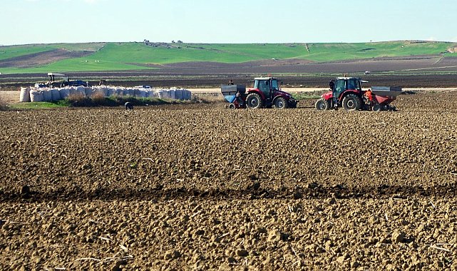 Patates tohumları toprakla buluşuyor