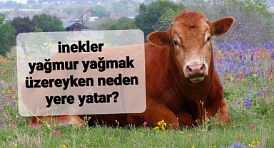 İnekler yağmuru nasıl haber verirler?