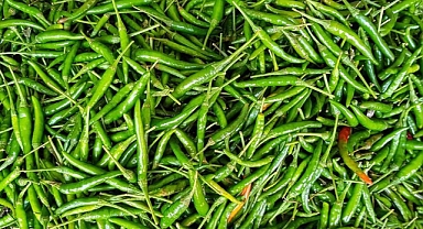 Acı Biber Neden Acıdır?