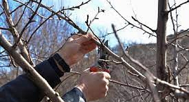 Budama dönemi duyurusu