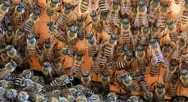 Eşek arıları kovana saldırınca Bal arılarının çığlıkları VİDEO