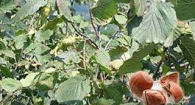 Fındık hırsızları kamerada .. meğerse.. VİDEO