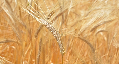 Gübre desteği açıklaması