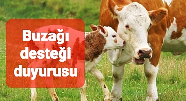 Hayvancılık Buzağı destekleri paylaşıldı