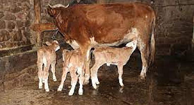 Hayvancılık destekleri, buzağı desteği duyurusu