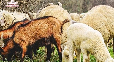 Hayvancılık destekleri duyuruldu