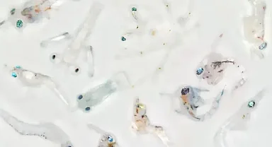 Karides larvaları, avcılardan nasıl kurtuluyor?.