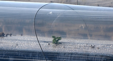 Karpuz fideleri toprakla buluştu