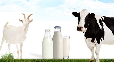 Keçi sütü İnek sütü arasındaki fark