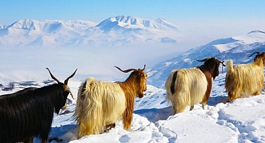 Keçiler için kış bakım ipuçları