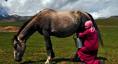 Kırgızistan'da fermente at sütü sezonu açıldı