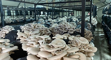 Mantar üretimi her geçen gün artıyor.