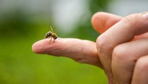 What should you do when you get stung by a bee? What is good for bee stings at home? What is good for bee stings and swelling? A bee stung my hand, it's swollen and itchy, what should I do?